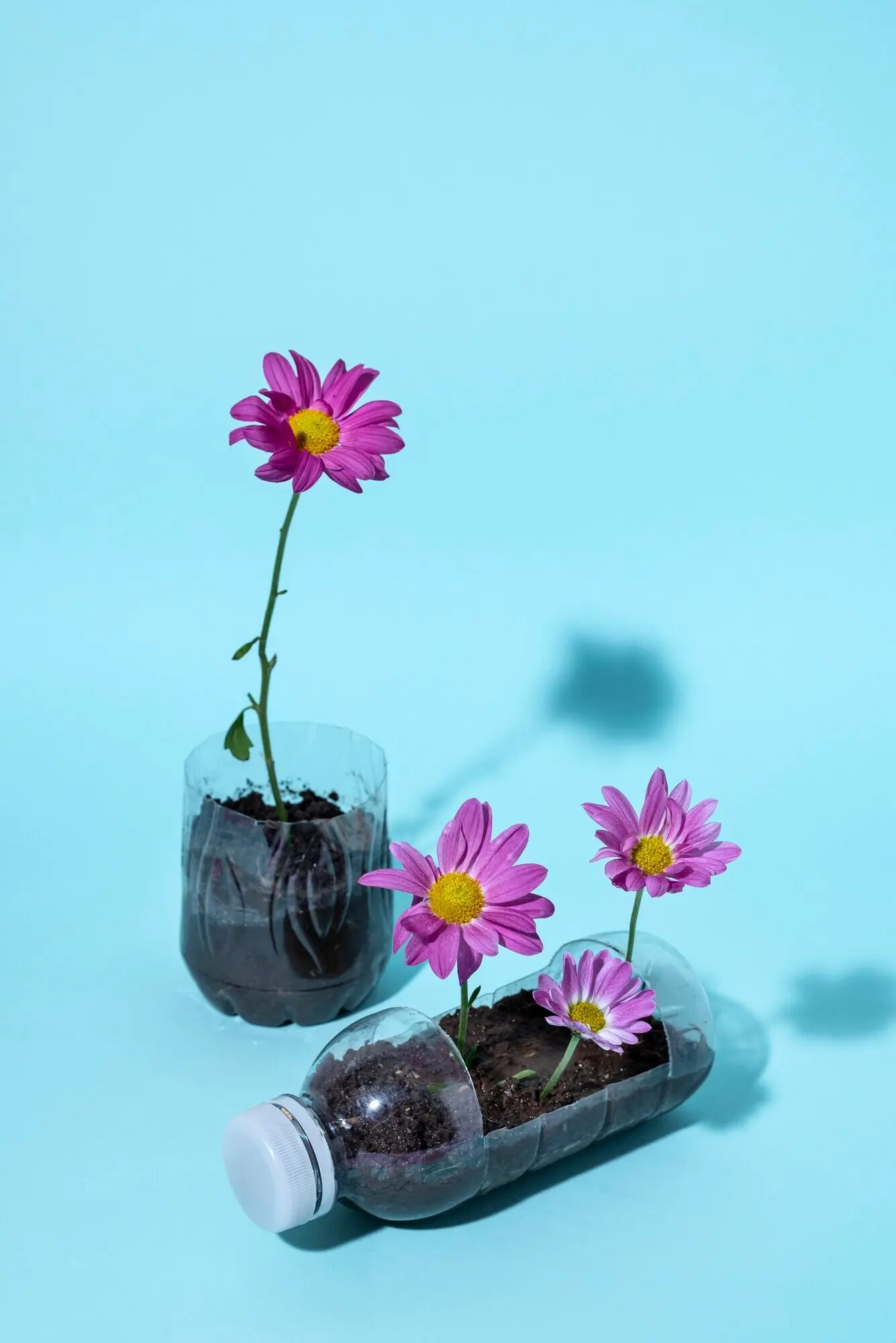 High-angle view of flowers growing in plastic bottles